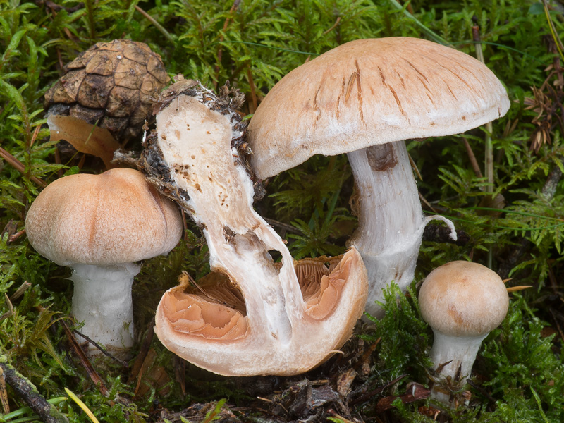 Cortinarius laniger